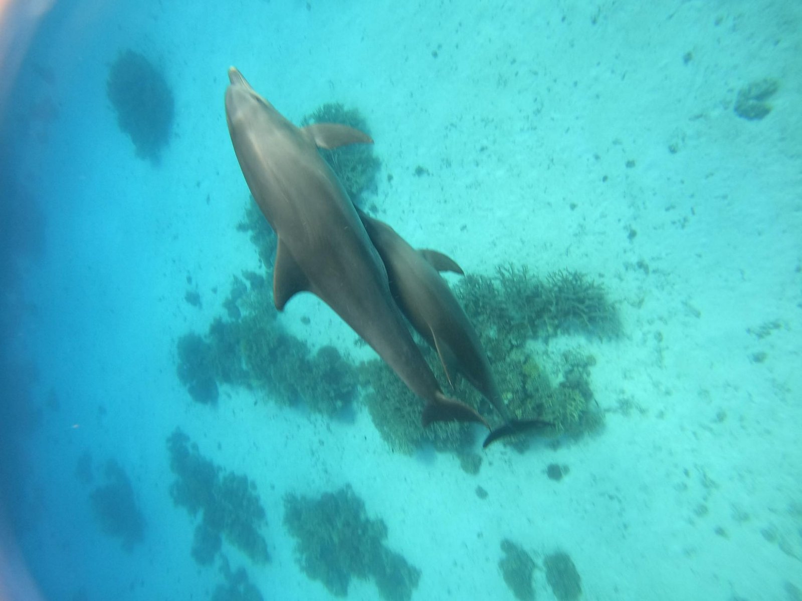 Wild dolphin underwater at Dolphin House Hurghada