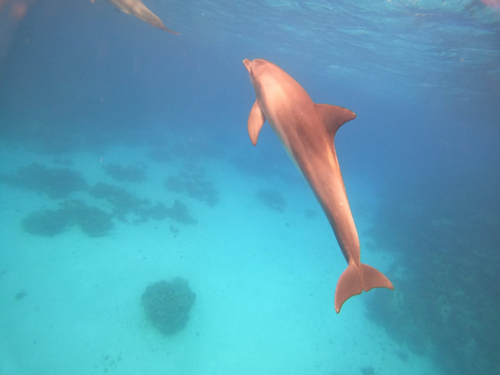 Wild dolphin close up underwater Hurghada Egypt