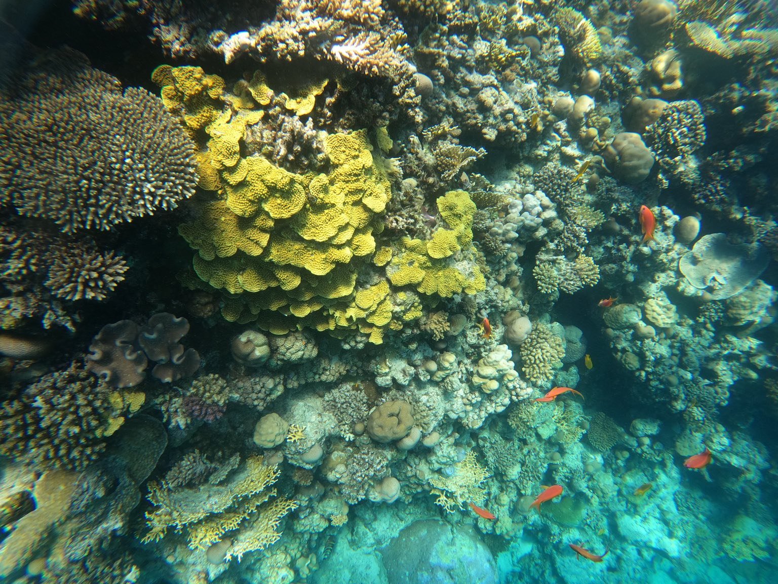 Coral reef snorkeling Red Sea