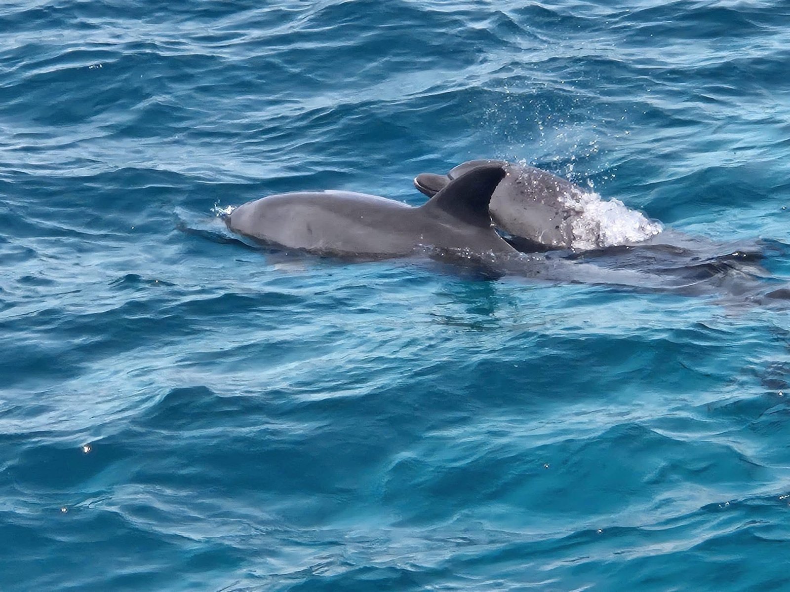 Dolphins surfacing at the Red Sea Hurghada